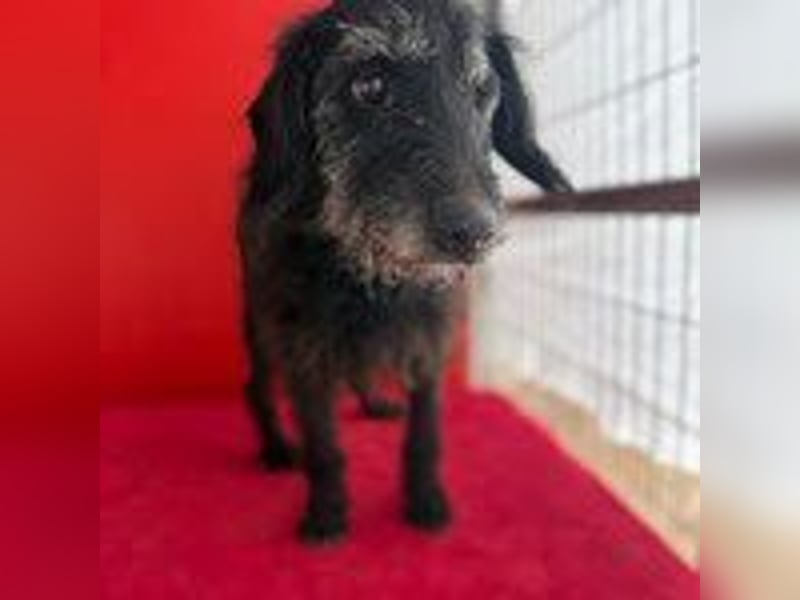 Betty, Schnauzer-Mix, Hündin, geb. am 10.11.2013, ca. 40 cm, 10 kg -Notfall- Betty, Schnauzer-Mix, Hündin, geb. am 10.11.2013, ca. 40 cm, 10 kg -Notfall-