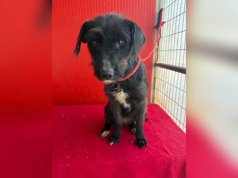 Darka, Schnauzer-Mix, Hündin, geb. am 01.05.2024, 43 cm