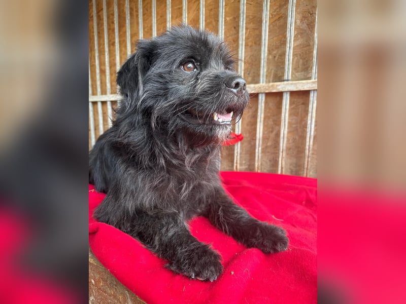 Lui, Schnauzer-Mix, Rüde, geb. am 15.03.2021, 43 cm