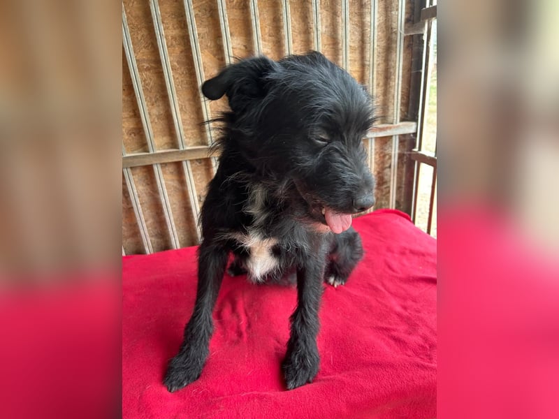 Bobby, Schnauzer-Mix, Rüde, geb. am 18.10.2023, ca. 45 cm