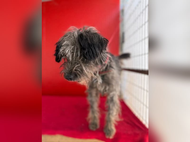 Snaki, Schnauzer-Mix, Rüde, geb. am 01.06.2023, 40 cm, 11 kg