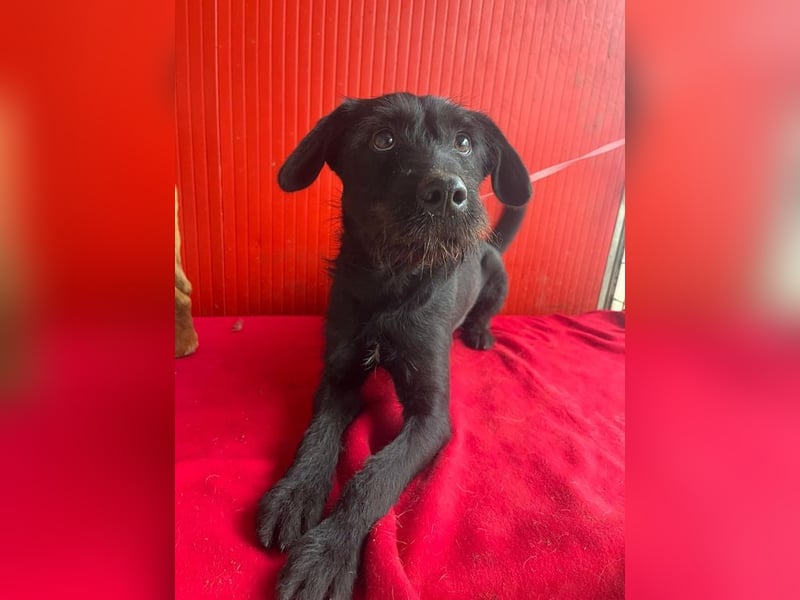 Kira, Schnauzer-Mix, Hündin, geb. am 01.09.2024, 42 cm