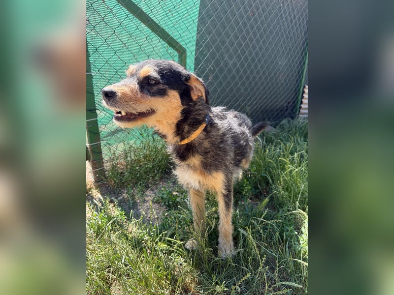 Twix, Schnauzer-Mix, Rüde, geb. am 01.01.2024, 45 cm, 12 kg