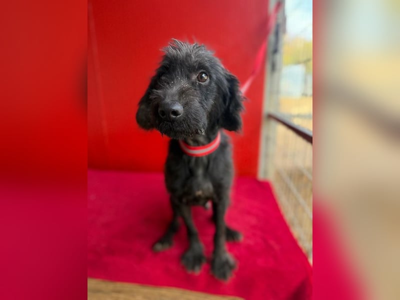 Miko, Schnauzer-Mix, Rüde, geb. ca. 2019, ca. 40 cm, 10 kg Miko, Schnauzer-Mix, Rüde, geb. ca. 2019, ca. 40 cm, 10 kg