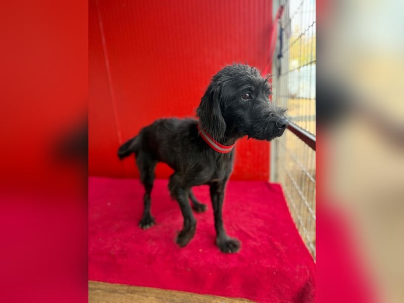 Miko, Schnauzer-Mix, Rüde, geb. ca. 2019, ca. 40 cm, 10 kg Miko, Schnauzer-Mix, Rüde, geb. ca. 2019, ca. 40 cm, 10 kg