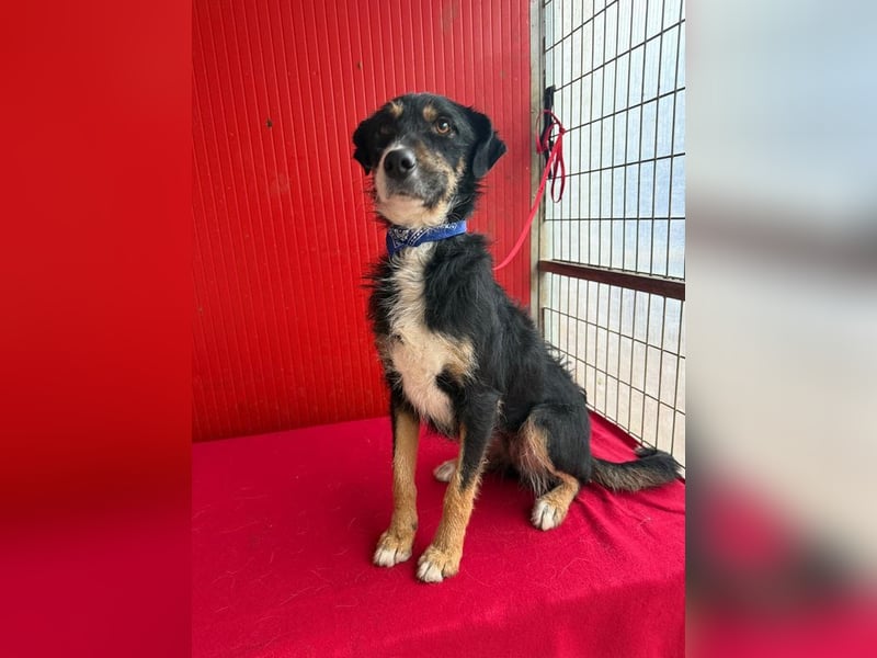 Milli, Schnauzer-Mix, Hündin, geb. am 16.10.2024, 43 cm, 14 kg