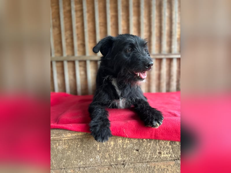 Bobby, Schnauzer-Mix, Rüde, geb. am 18.10.2023, ca. 45 cm