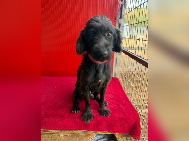 Miko, Schnauzer-Mix, Rüde, geb. ca. 2019, ca. 40 cm, 10 kg Miko, Schnauzer-Mix, Rüde, geb. ca. 2019, ca. 40 cm, 10 kg