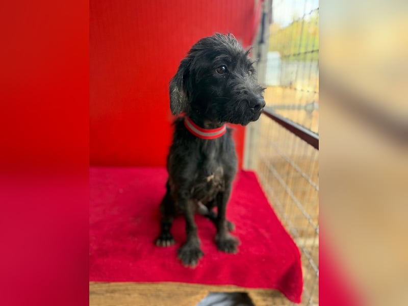 Miko, Schnauzer-Mix, Rüde, geb. ca. 2019, ca. 40 cm, 10 kg Miko, Schnauzer-Mix, Rüde, geb. ca. 2019, ca. 40 cm, 10 kg