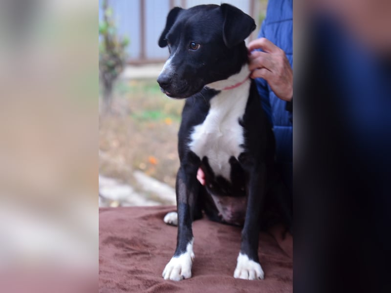 Traumhund Bringa sucht seine Menschen