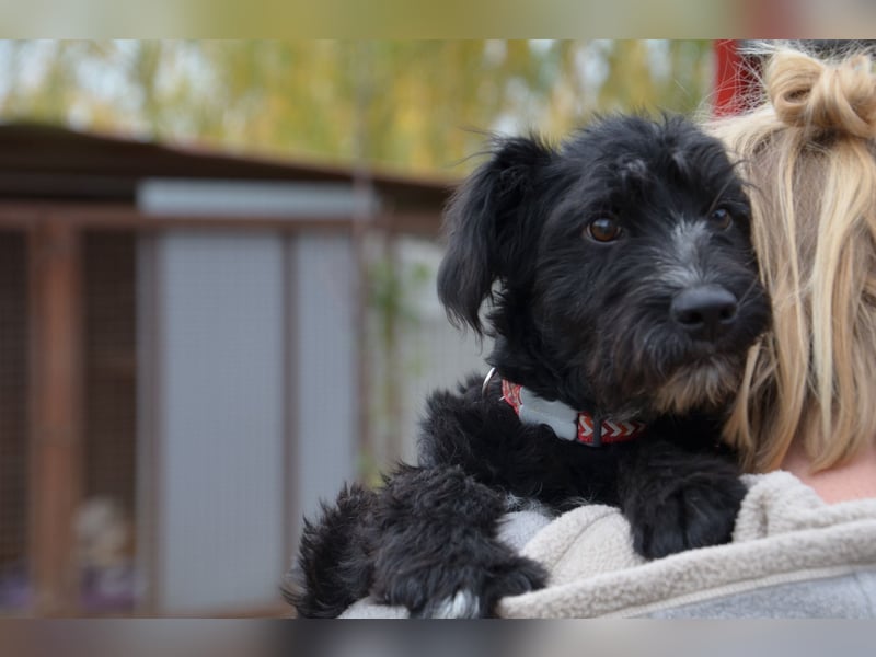 Traumhund Bringa sucht seine Menschen