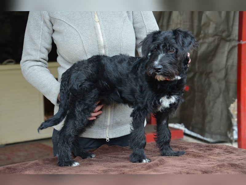 Traumhund Bringa sucht seine Menschen