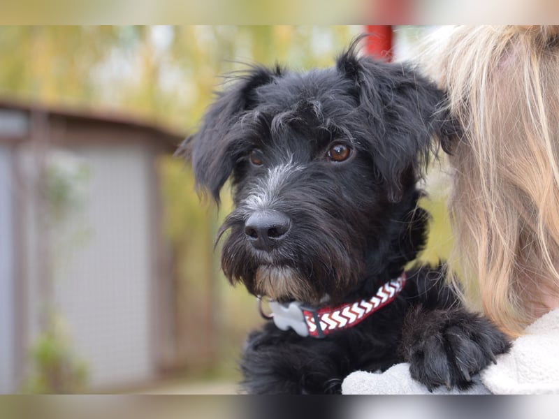 Traumhund Bringa sucht seine Menschen