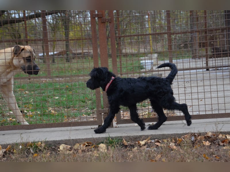 Traumhund Bringa sucht seine Menschen