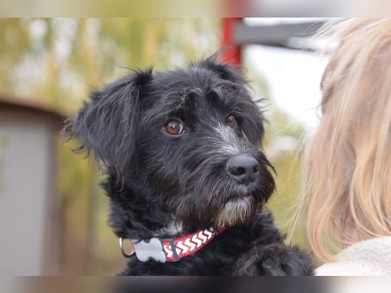 Traumhund Bringa sucht seine Menschen