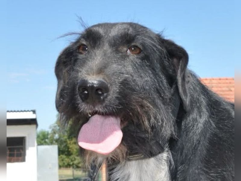 Freundlicher Familienrüde ♥Tinko♥ sucht sein Lebensglück mit tollen Menschen