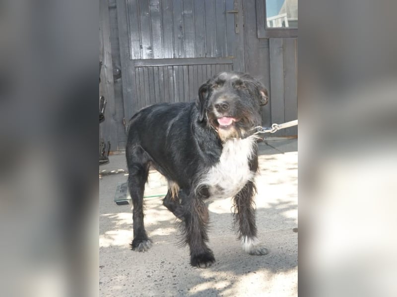 Freundlicher Familienrüde ♥Tinko♥ sucht sein Lebensglück mit tollen Menschen