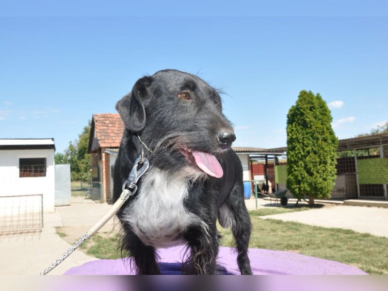 Familienrüde ♥Tinko♥ Schnauzer-Mix-Rüde sucht sein Glück