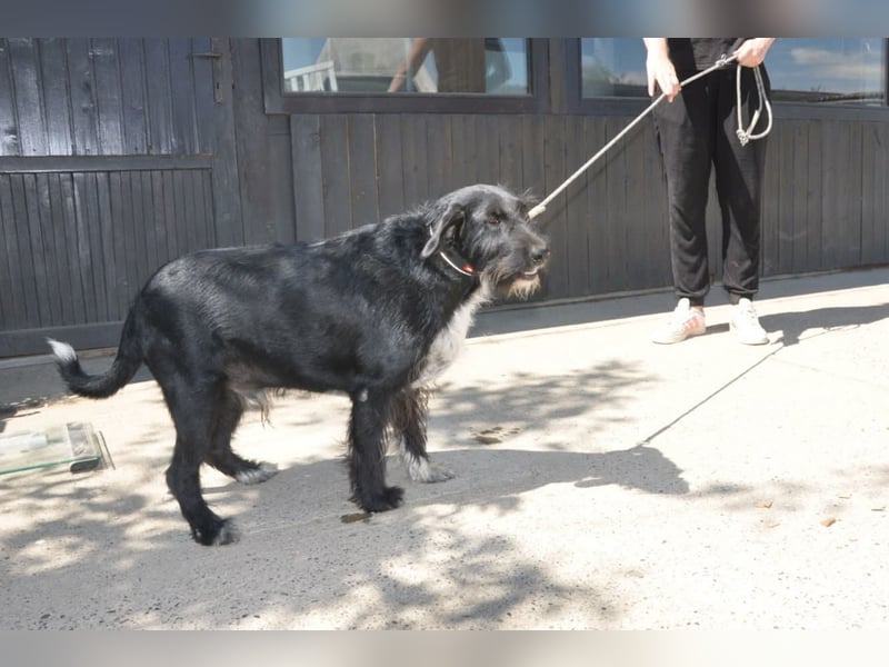 Freundlicher Familienrüde ♥Tinko♥ sucht sein Lebensglück mit tollen Menschen