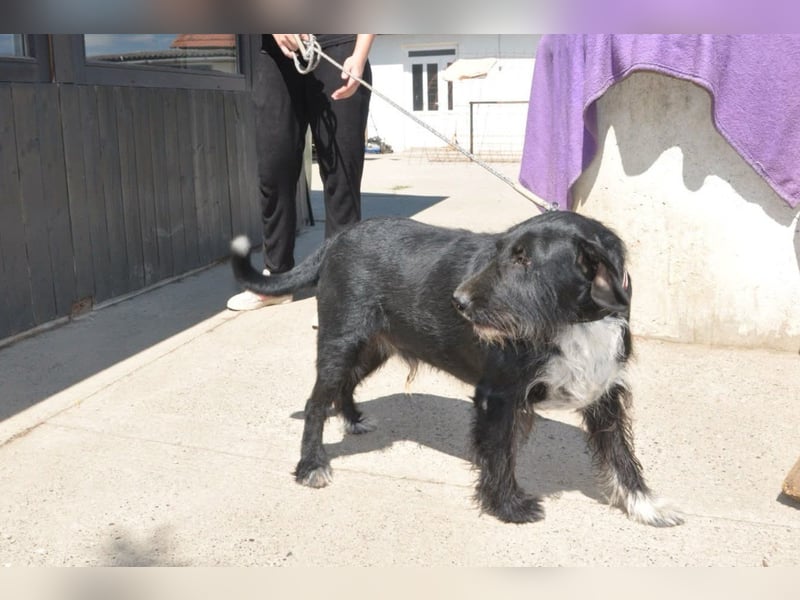 Familienrüde ♥Tinko♥ Schnauzer-Mix-Rüde sucht sein Glück