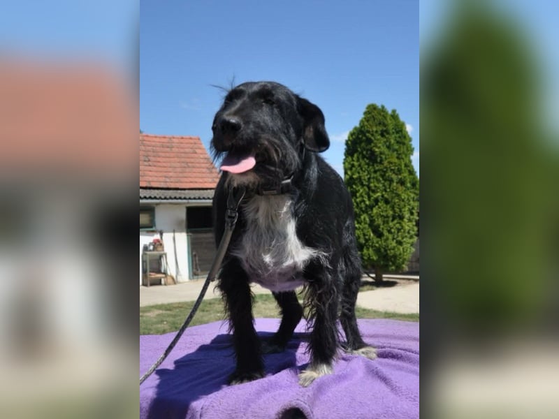 Familienrüde Tinko  - Schnauzer-Mix sucht sein Glück