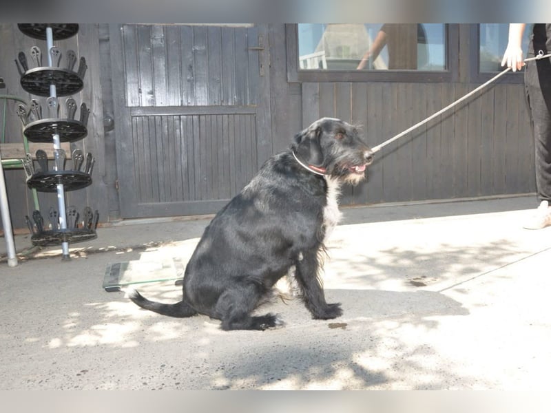 Familienrüde Tinko  - Schnauzer-Mix sucht sein Glück