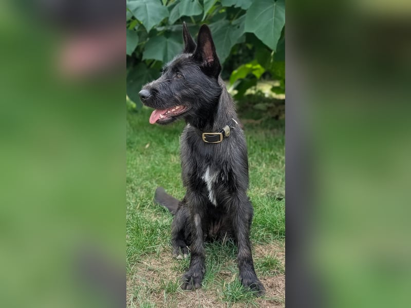 Hübsches Schnauzermixmädchen Maya sucht eine nette Familie