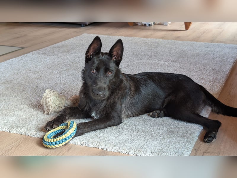 Hübsches Schnauzermixmädchen Maya sucht eine nette Familie