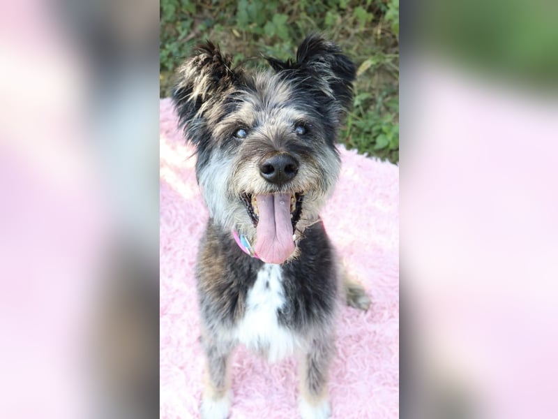 Kinderliebe, rüstige Schnauzermixseniorin Flori sucht Familie fürs Leben