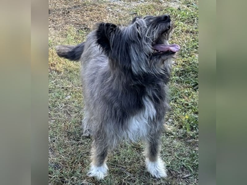 Kinderliebe, rüstige Schnauzermixseniorin Flori sucht Familie fürs Leben