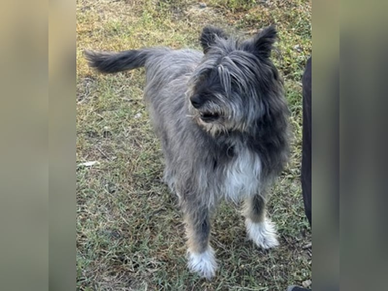 Kinderliebe, rüstige Schnauzermixseniorin Flori sucht Familie fürs Leben