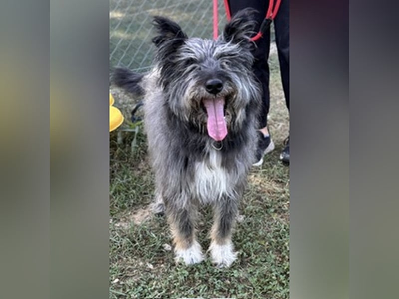 Kinderliebe, rüstige Schnauzermixseniorin Flori sucht Familie fürs Leben
