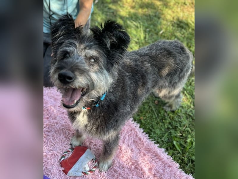 Kinderliebe, rüstige Schnauzermixseniorin Flori sucht Familie fürs Leben