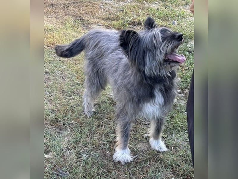 Kinderliebe, rüstige Schnauzermixseniorin Flori sucht Familie fürs Leben