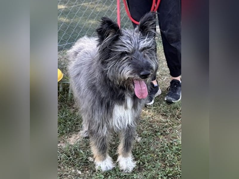 Kinderliebe, rüstige Schnauzermixseniorin Flori sucht Familie fürs Leben