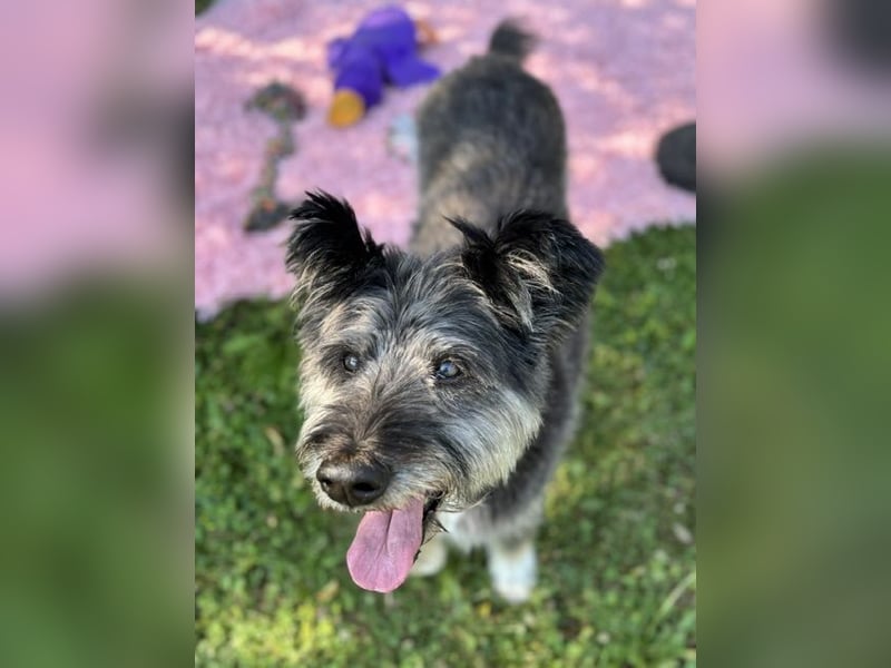 Kinderliebe, rüstige Schnauzermixseniorin Flori sucht Familie fürs Leben
