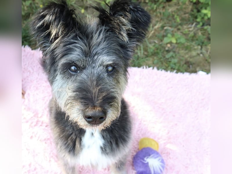 Kinderliebe, rüstige Schnauzermixseniorin Flori sucht Familie fürs Leben