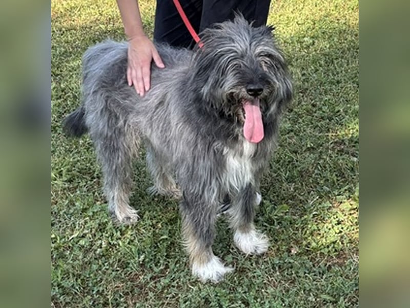 Kinderliebe, rüstige Schnauzermixseniorin Flori sucht Familie fürs Leben