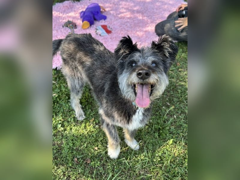 Kinderliebe, rüstige Schnauzermixseniorin Flori sucht Familie fürs Leben