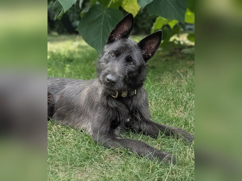 Hübsches Schnauzermixmädchen Maya sucht eine nette Familie