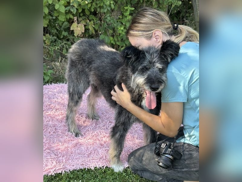 Kinderliebe, rüstige Schnauzermixseniorin Flori sucht Familie fürs Leben
