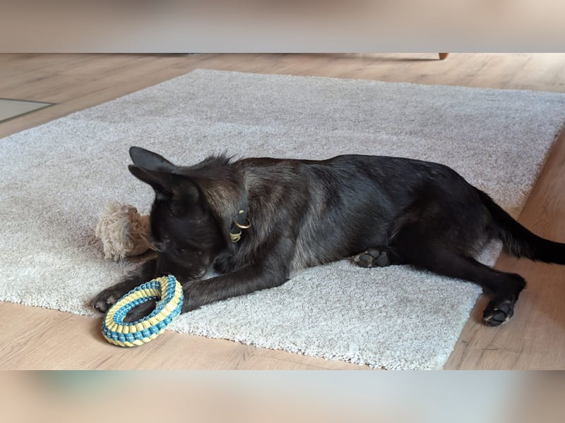 Hübsches Schnauzermixmädchen Maya sucht eine nette Familie