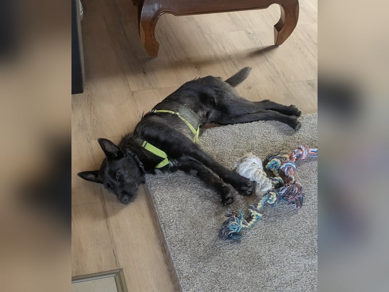 Hübsches Schnauzermixmädchen Maya sucht eine nette Familie