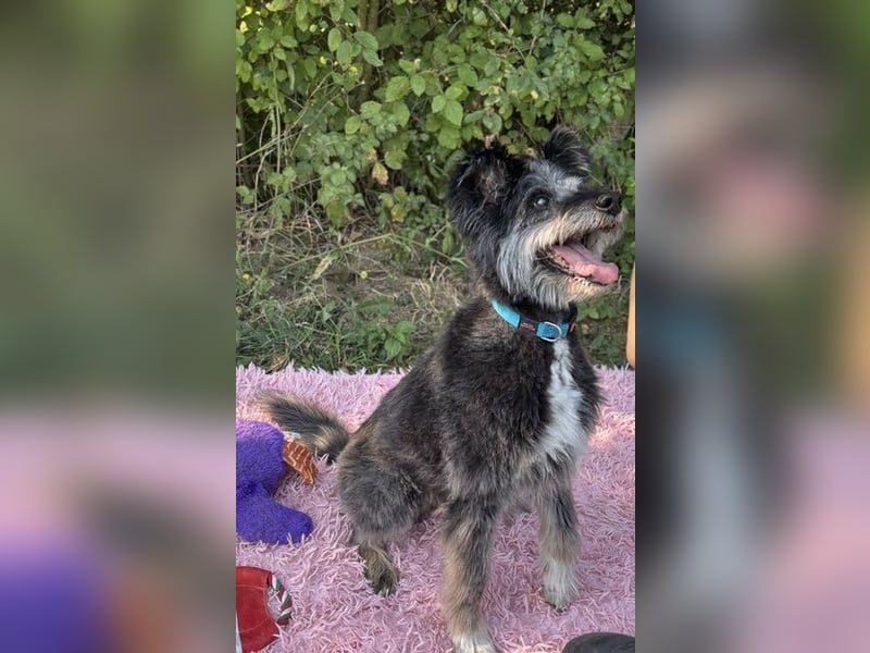 Kinderliebe, rüstige Schnauzermixseniorin Flori sucht Familie fürs Leben