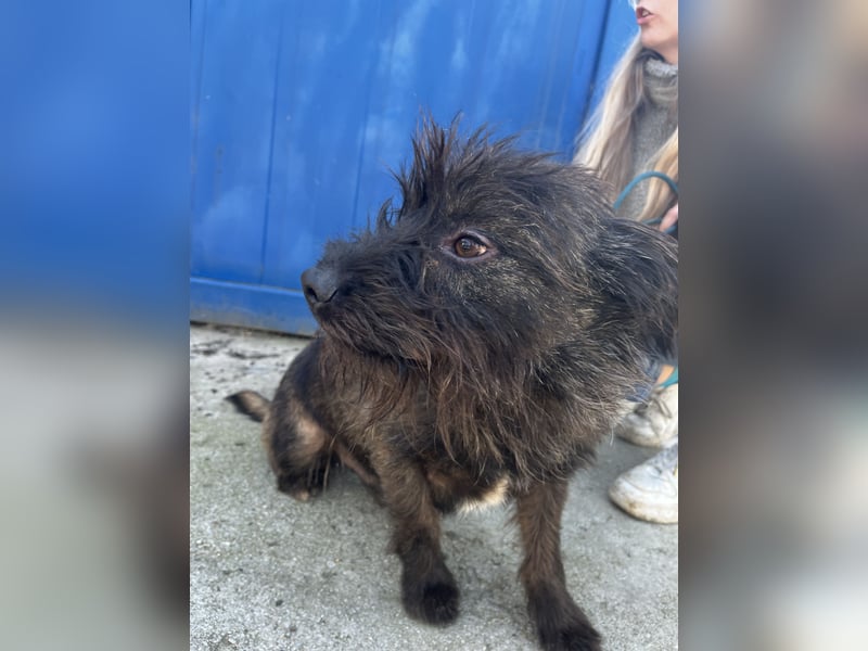 Szálka, zauberhafter junger Rüde