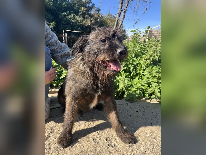 Szálka, zauberhafter junger Rüde