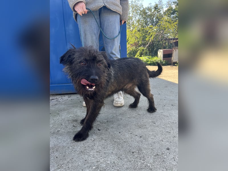 Szálka, zauberhafter junger Rüde