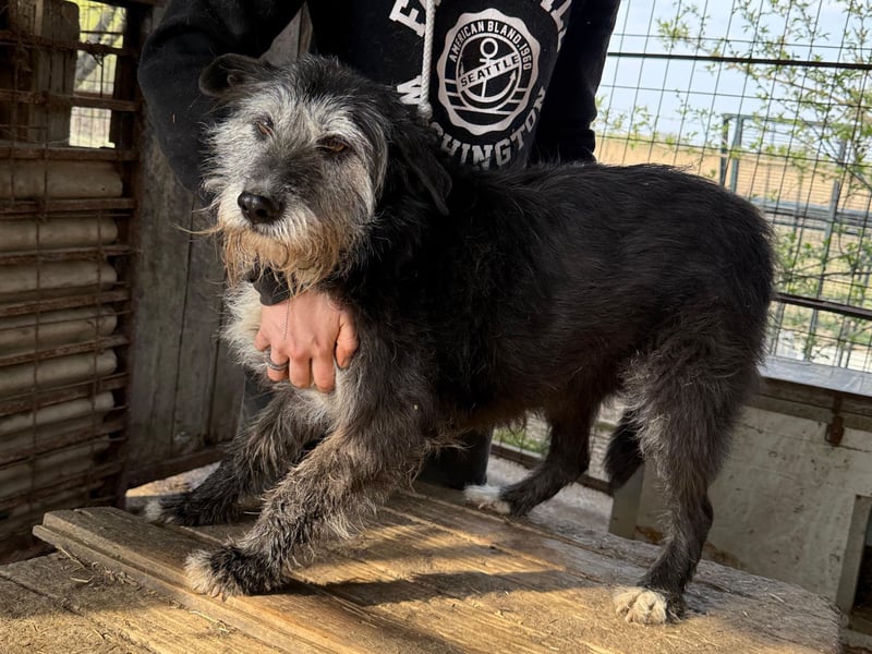 Nyuszi wartet sehnsüchtig auf dich