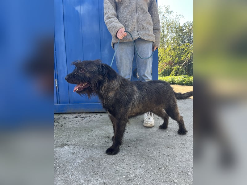 Szálka, zauberhafter junger Rüde