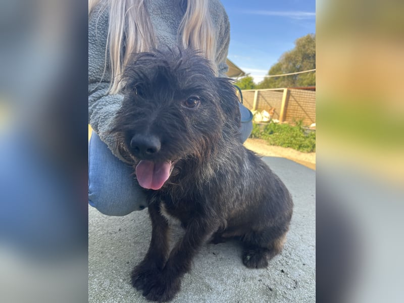 Szálka, zauberhafter junger Rüde